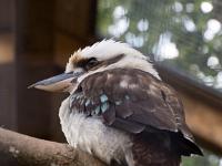 Jägerliest Eisvogel (Lachender Hans)